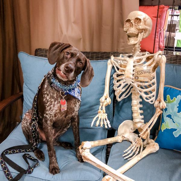 /Images/uploads/Southeast German Shorthaired Pointer Rescue/segspcalendarcontest2018/entries/8983thumb.jpg